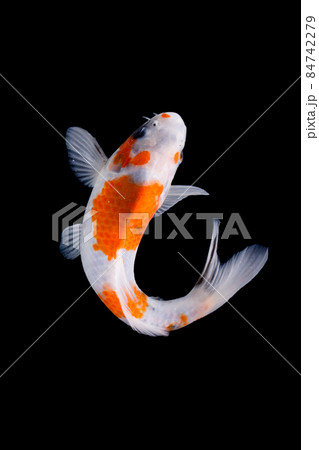 koi fish isolated black background gold koi fish isolated black background gold 84742279