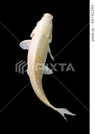koi fish isolated black background gold koi fish isolated black background gold 84742295
