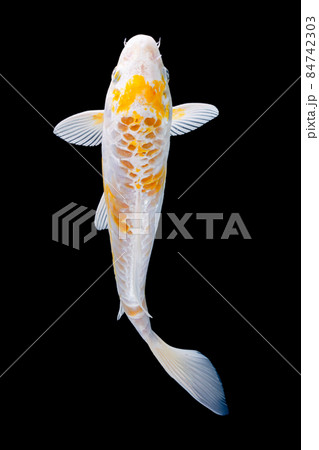 koi fish isolated black background gold 84742303