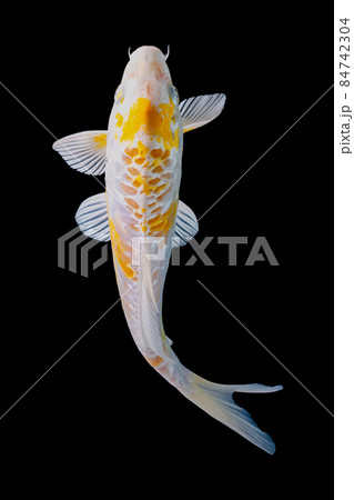 koi fish isolated black background gold koi fish isolated black background gold 84742304
