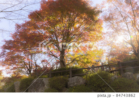 紅葉に染まる岩倉峡の秋 84743862