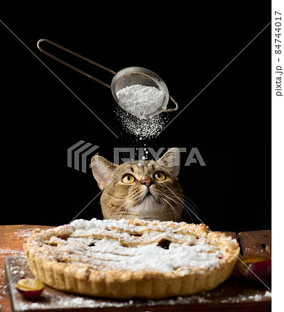 adult funny cat peeking out from under the table with baked pie with plums, black background adult funny cat peeking out from under the table with baked pie with plums, black background 84744017