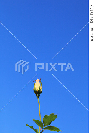 ホワイトウィングス・バラの花と青空 84745117