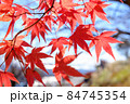 空と紅葉 84745354
