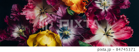 Bunch of Parrot Style Tulips 84745371