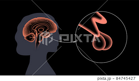 Pituitary gland anatomy Pituitary gland anatomy 84745427