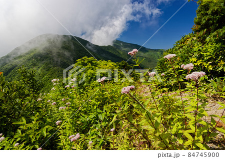 高山植物咲く日暮沢の登山道から見る雲湧く朝日連峰主稜線 84745900
