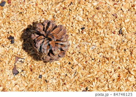 Monterey Pine Pinecone And Wood Shavings (Pinus radiata) Monterey Pine Pinecone And Wood Shavings (Pinus radiata) 84746125