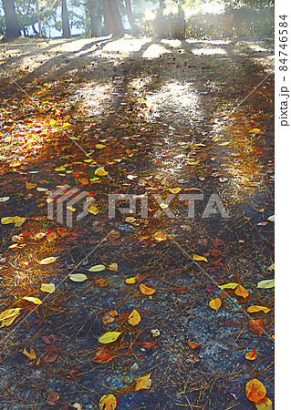 平磯緑地遊歩道の朝 光の風景【縦構図】 平磯緑地遊歩道の朝 光の風景【縦構図】 84746584