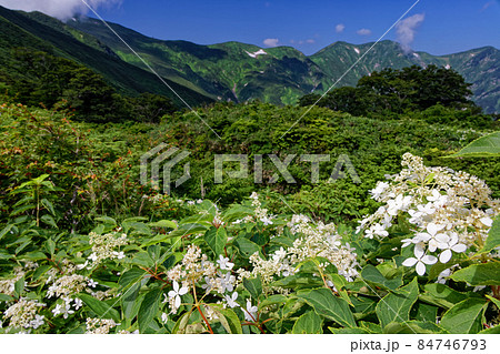 ヤマアジサイ咲く日暮沢の登山道から見る朝日連峰主稜線 84746793