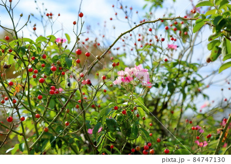 バラの花 バレリーナ バラの花 バレリーナ 84747130