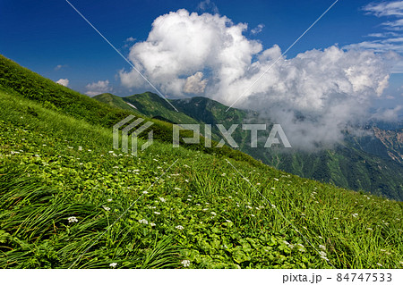 シラネニンジン咲く登山道から見る雲湧く朝日連峰稜線 84747533