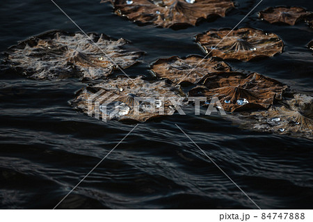 枯れて水面に浮く蓮の葉 枯れて水面に浮く蓮の葉 84747888
