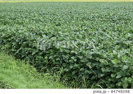 だだちゃ豆畑 山形県鶴岡市 枝豆の王様 だだちゃ豆畑 山形県鶴岡市 枝豆の王様 84748398