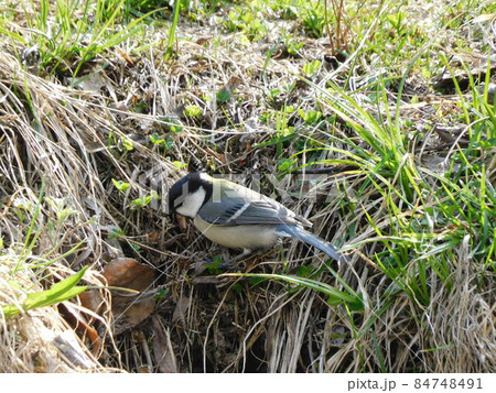 シジュウカラ 84748491