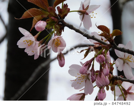 桜の開花 84748492