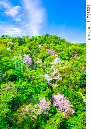 府民の森 ほしだ園地の新緑と山桜 84748521