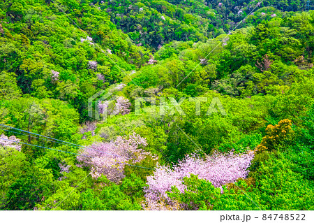 府民の森 ほしだ園地の新緑と山桜 府民の森 ほしだ園地の新緑と山桜 84748522
