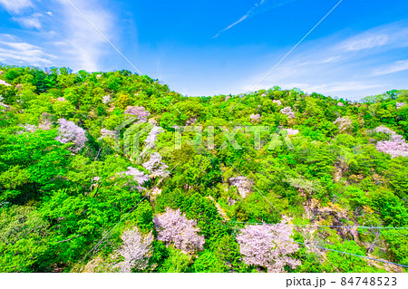 府民の森 ほしだ園地の新緑と山桜 84748523