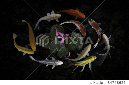 Koi fish swim artificial ponds with a beautiful background of green plants 84748625