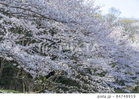 桜 84748919