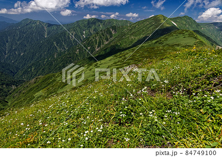 夏の朝日連峰・竜門山付近のハクサンイチゲ群落と雲湧く主稜線 84749100