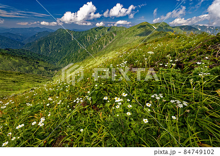 夏の朝日連峰・竜門山付近のハクサンイチゲ群落と雲湧く主稜線 84749102