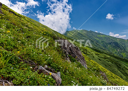 朝日連峰・竜門山の高山植物と雲湧く主稜線 朝日連峰・竜門山の高山植物と雲湧く主稜線 84749272