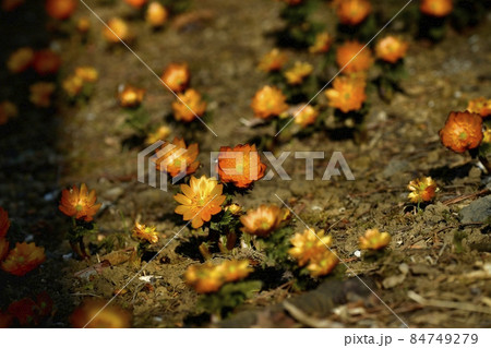 花咲く秩父紅(福寿草) 花咲く秩父紅(福寿草) 84749279