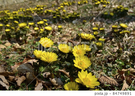花咲く福寿草 花咲く福寿草 84749891