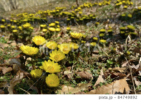 花咲く福寿草 花咲く福寿草 84749892