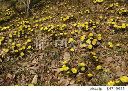 花咲く福寿草 84749925