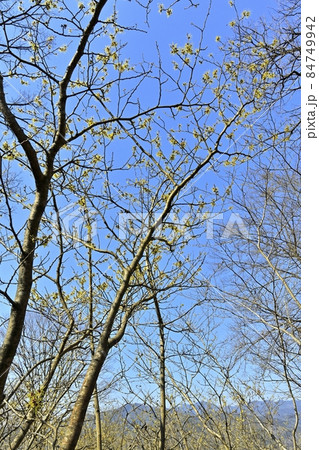 花咲くマンサクの木 84749942
