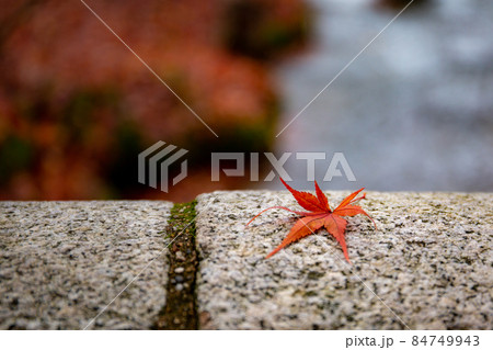 紅葉　もみじ　単体 84749943