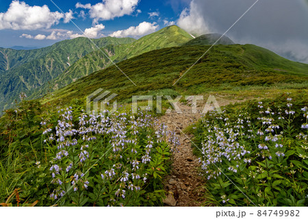 ハクサンシャジン咲く竜門山稜線から見る雲湧く朝日連峰主稜線 ハクサンシャジン咲く竜門山稜線から見る雲湧く朝日連峰主稜線 84749982