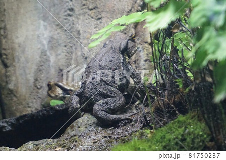 アズマヒキガエル カエル ガマ ガマガエル ヒキガエル 蛙 アズマヒキガエル カエル ガマ ガマガエル ヒキガエル 蛙 84750237