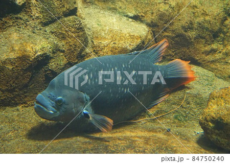 レッドフィンオスフロネームスグラミー レッドフィンオスフロネーム ジャイアントグラミー 淡水魚 熱帯 レッドフィンオスフロネームスグラミー レッドフィンオスフロネーム ジャイアントグラミー 淡水魚 熱帯 84750240