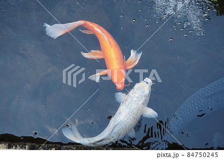 ニシキゴイ 錦鯉 ヒレナガニシキゴイ 鰭長錦鯉 淡水魚 ニシキゴイ 錦鯉 ヒレナガニシキゴイ 鰭長錦鯉 淡水魚 84750245