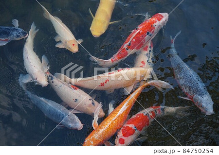 ニシキゴイ　錦鯉　ヒレナガニシキゴイ　鰭長錦鯉　アルビノソウギョ　淡水魚　草魚 84750254