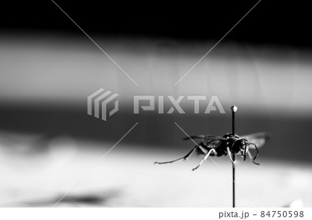 Selective focus on pinned paper wasp insect suspended over a blank surface. 84750598