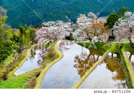 三重県津市 三多気の桜 ∼水田に映える満開のヤマザクラ∼ 三重県津市 三多気の桜 ∼水田に映える満開のヤマザクラ∼ 84751206