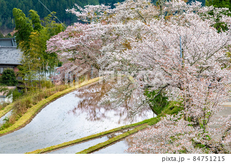 三重県津市 三多気の桜　∼水田に映える満開のヤマザクラ∼ 84751215
