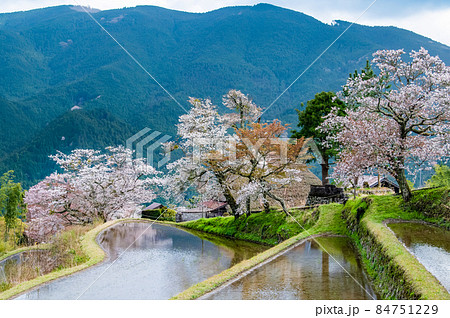 三重県津市 三多気の桜　∼水田に映える満開のヤマザクラ∼ 84751229
