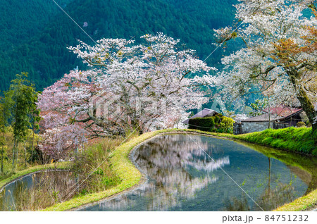 三重県津市 三多気の桜　∼水田に映える満開のヤマザクラ∼ 84751232