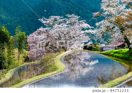 三重県津市 三多気の桜　∼水田に映える満開のヤマザクラ∼ 84751233