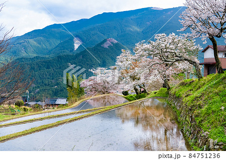 三重県津市 三多気の桜 ∼水田に映える満開のヤマザクラ∼ 三重県津市 三多気の桜 ∼水田に映える満開のヤマザクラ∼ 84751236