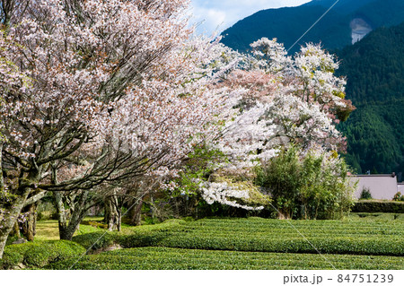 三重県津市 三多気の桜 ∼茶畑と満開のヤマザクラ∼ 三重県津市 三多気の桜 ∼茶畑と満開のヤマザクラ∼ 84751239