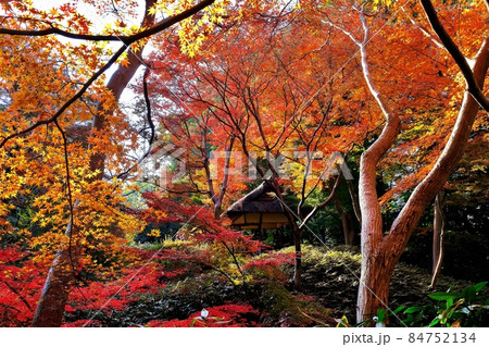 六義園の鮮やかな紅葉(つつじ茶屋付近) 六義園の鮮やかな紅葉(つつじ茶屋付近) 84752134