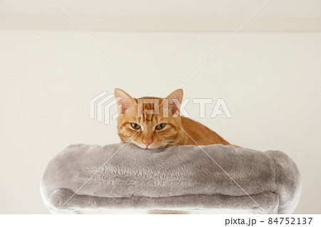 ねこちゃん親子の日常風景（すっかり大きくなりました） 84752137