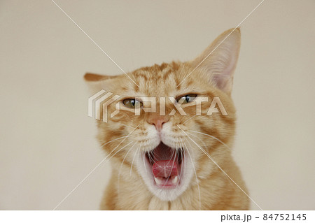 ねこちゃん親子の日常風景（すっかり大きくなりました） 84752145